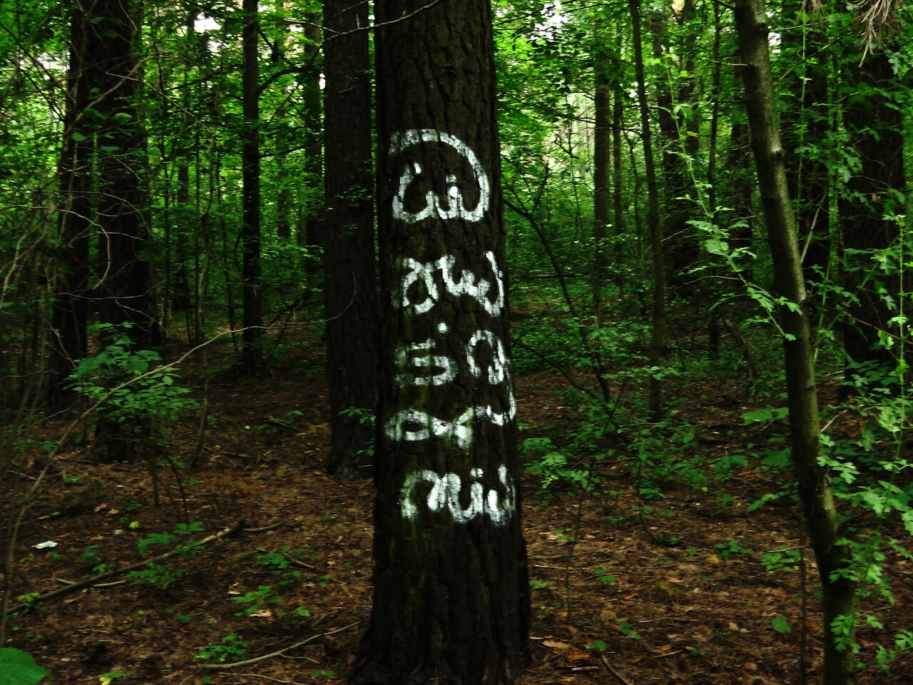 Tae Ateh. Asemic Intervention in the Forest. Workshop documentation. - Tae Ateh  - provided by the author......